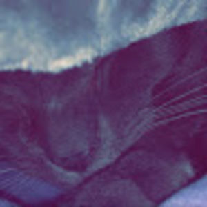 Meet your Posher, Ellie